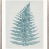 Forest Fern III