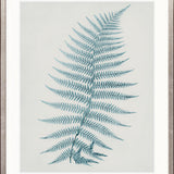 Forest Fern IV