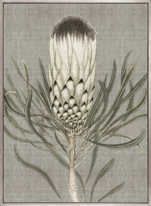 Botanist Specimen IV (Canvas)