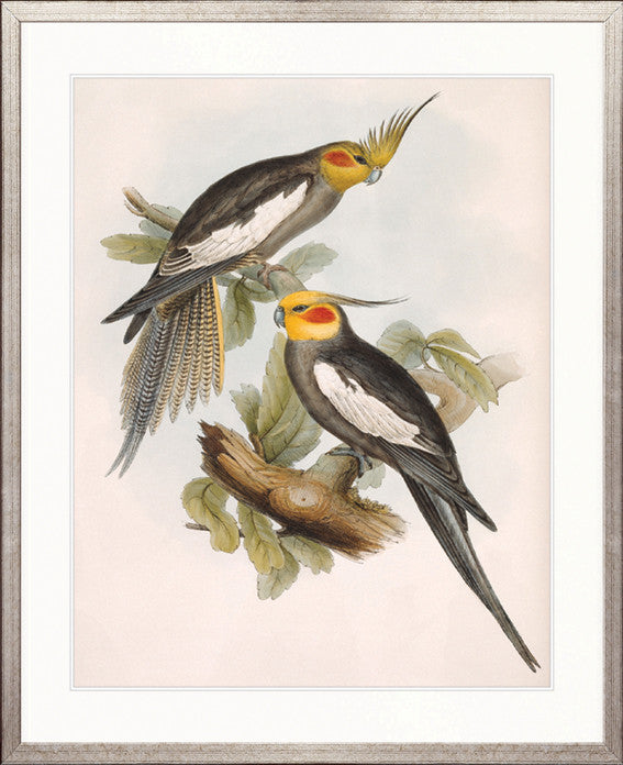Splendid Bird I