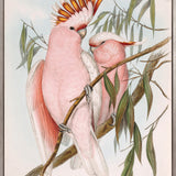 Splendid Bird II (Canvas)