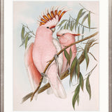 Splendid Bird II