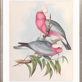 Splendid Bird III