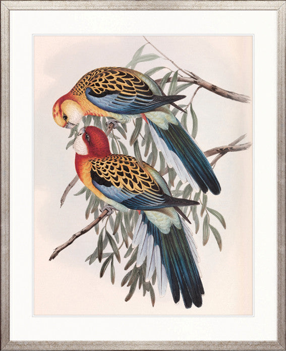 Splendid Bird IV