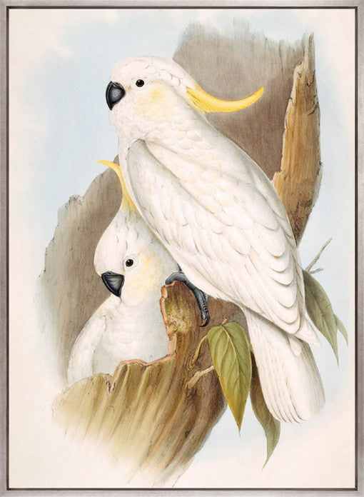 Splendid Bird V (Canvas)