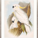 Splendid Bird V