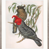 Splendid Bird VI