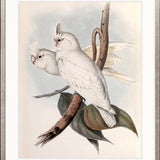 Splendid Bird VII