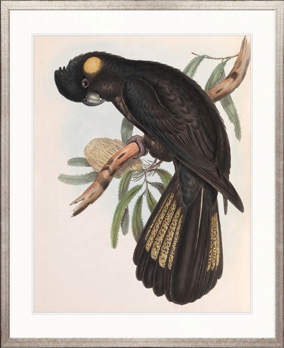 Splendid Bird VIII