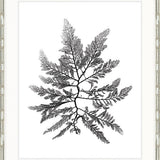 Delicate Charcoal Seaweed II
