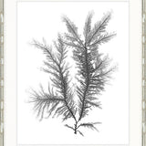 Delicate Charcoal Seaweed III