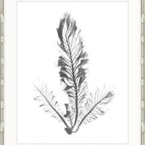Delicate Charcoal Seaweed IV