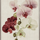 Delicate Orchid Bouquet III Canvas