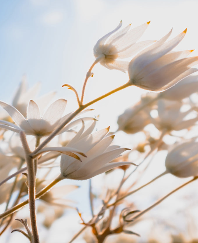 Tranquil Moments I