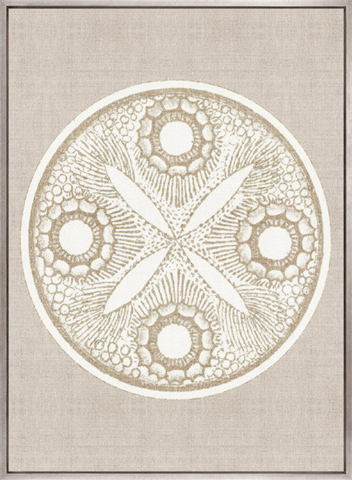 Le Diatomee V (Canvas)