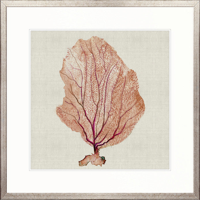 Delicate Coral I