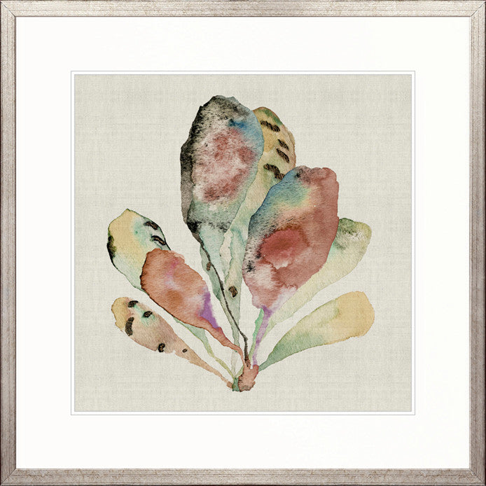 Delicate Coral II
