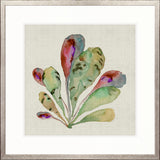 Delicate Coral V