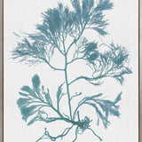 Seaweed Subject IV (Blue) (Canvas)