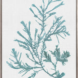 Seaweed Subject VI (Blue) (Canvas)