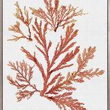 Seaweed Subject VII (Red) (Canvas)