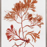 Seaweed Subject IX (Red) (Canvas)