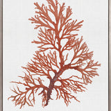 Seaweed Subject XI (Red) (Canvas)