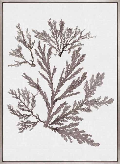Seaweed Subject XIII (Taupe) (Canvas)