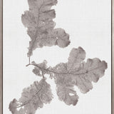Seaweed Subject XIV (Taupe) (Canvas)