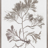 Seaweed Subject XVI (Taupe) (Canvas)