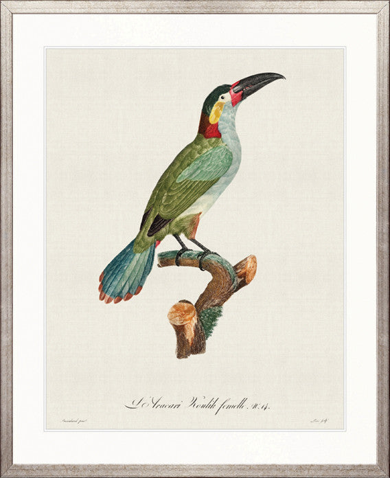 Forest Bird III
