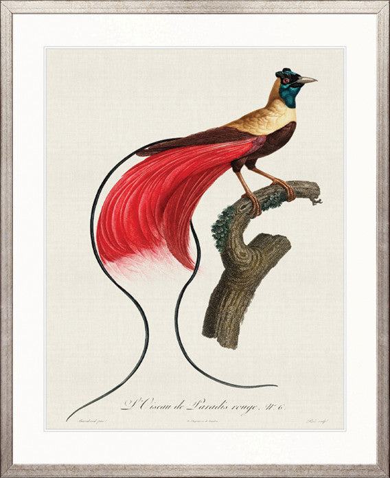 Forest Bird IV