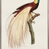 Forest Bird V (Canvas)
