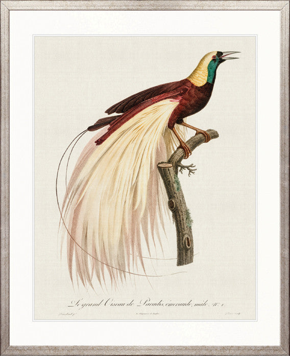 Forest Bird V
