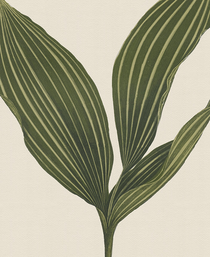 Viridi Foliage I