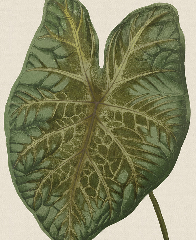 Viridi Foliage II