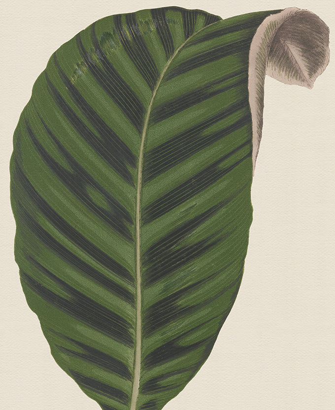 Viridi Foliage VI