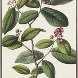 Botanical Specimen I (Canvas)