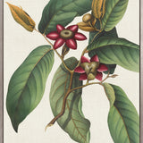 Botanical Specimen II (Canvas)