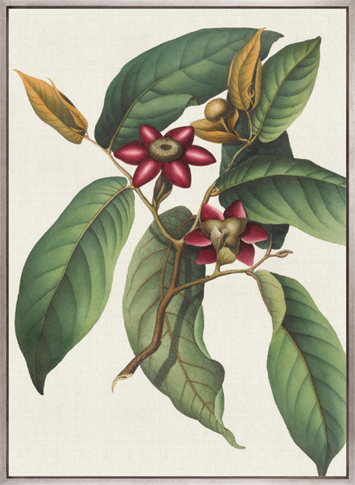 Botanical Specimen II (Canvas)