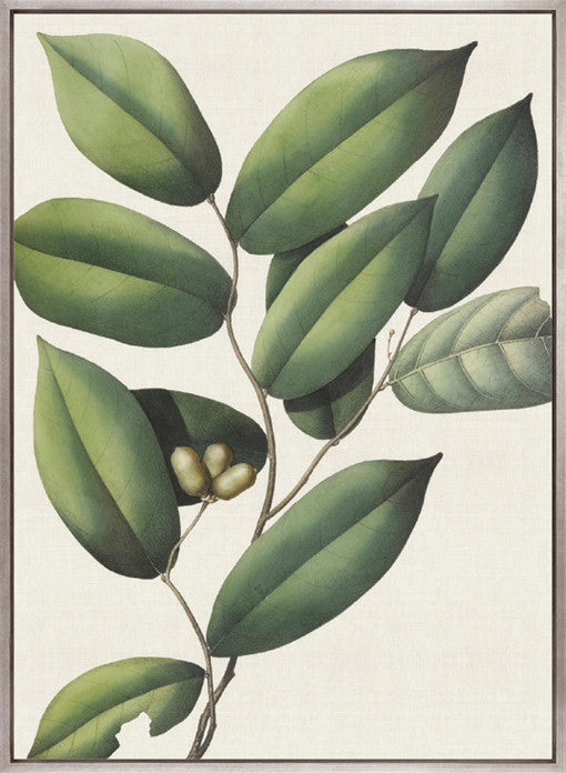 Botanical Specimen III (Canvas)