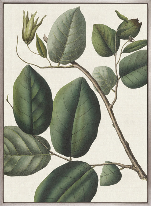 Botanical Specimen IV (Canvas)