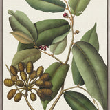 Botanical Specimen V (Canvas)