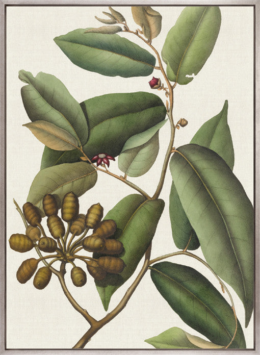 Botanical Specimen V (Canvas)