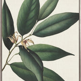 Botanical Specimen VI (Canvas)