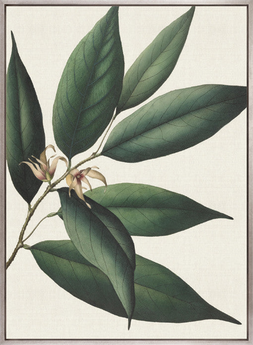 Botanical Specimen VI (Canvas)