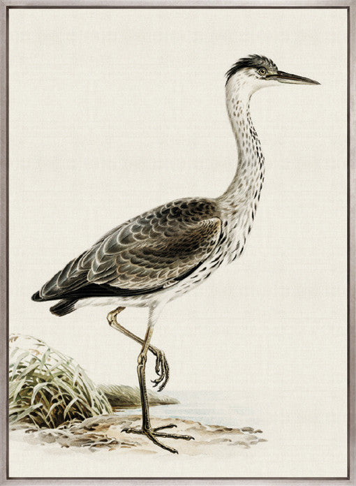 Vintage Waterbird II (Canvas)