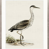 Vintage Waterbird II