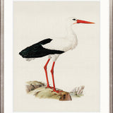 Vintage Waterbird III