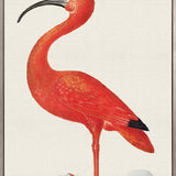 Vintage Waterbird IV (Canvas)